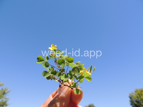 woodsorrel, creeping